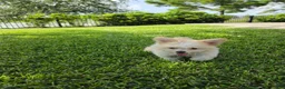 Pomapoo dogs for sale: Pomapoo 1 - Ad 2