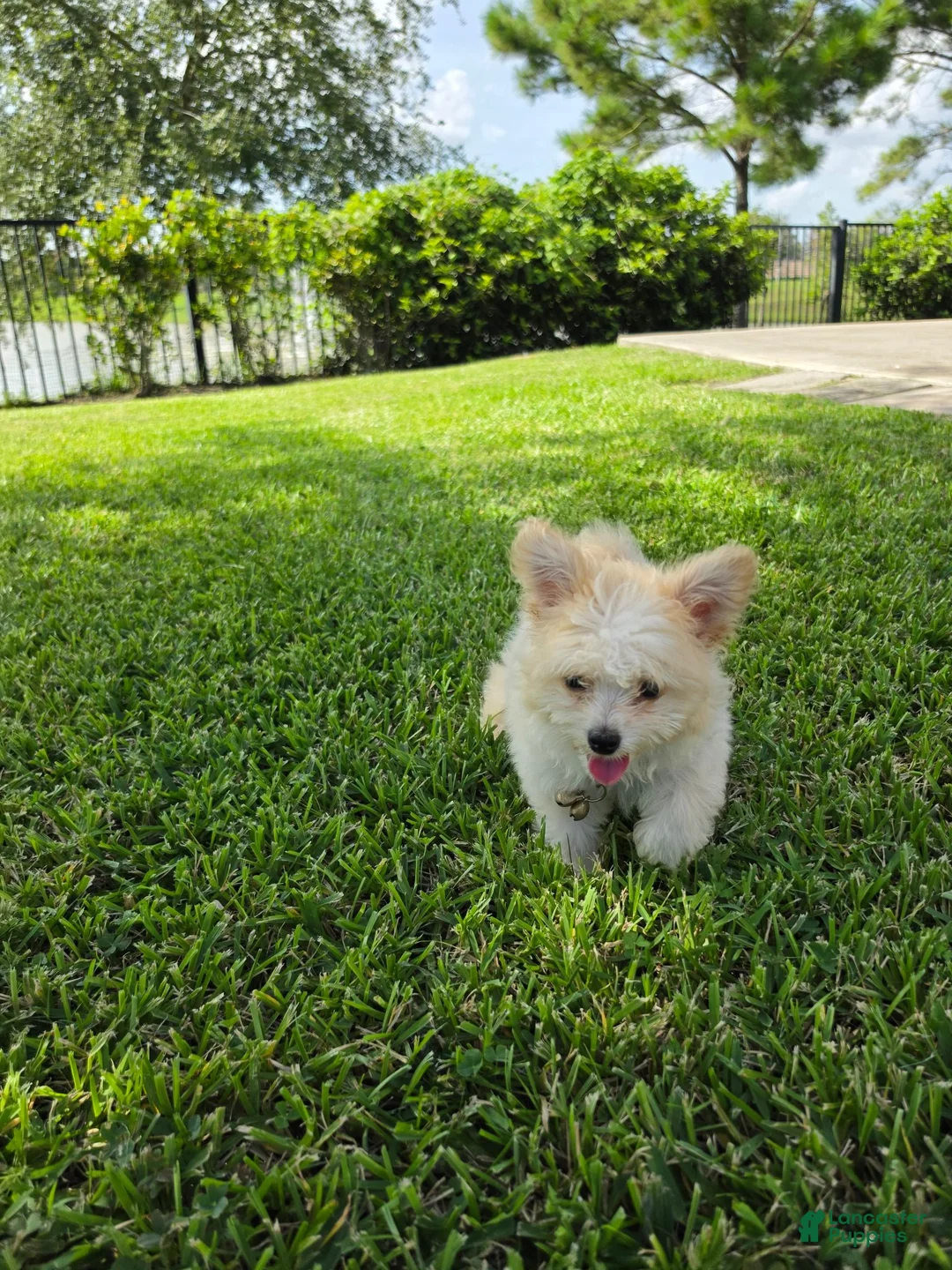 Pomapoo dogs for sale: Pomapoo 1 - Ad 2