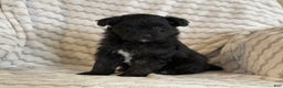 Pomapoo dogs for sale: Lonnie - Ad 6