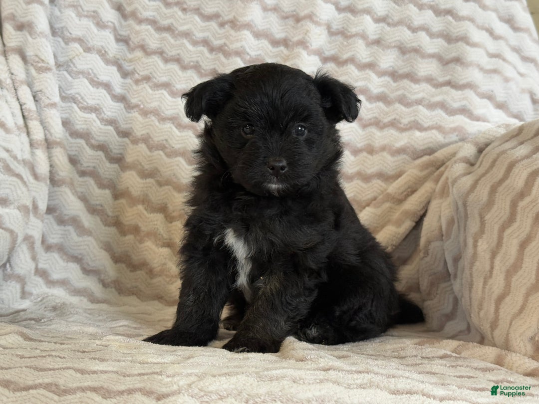 Pomapoo dogs for sale: Lonnie - Ad 6
