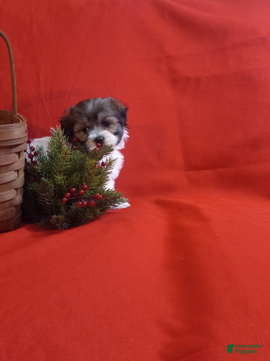 Teddy Bear dogs for sale: Misty - Ad 4