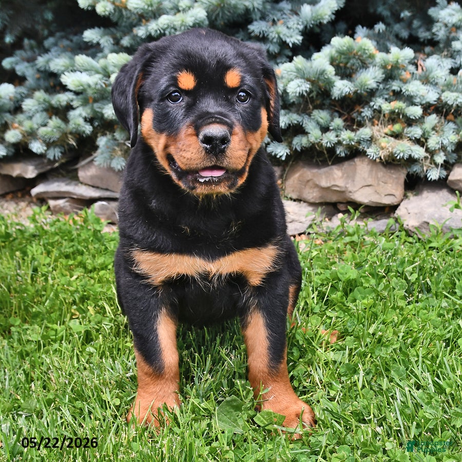 Rottweiler dogs Beatrix - Ad 2