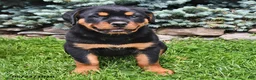 Rottweiler dogs for sale: Beatrix - Ad 2