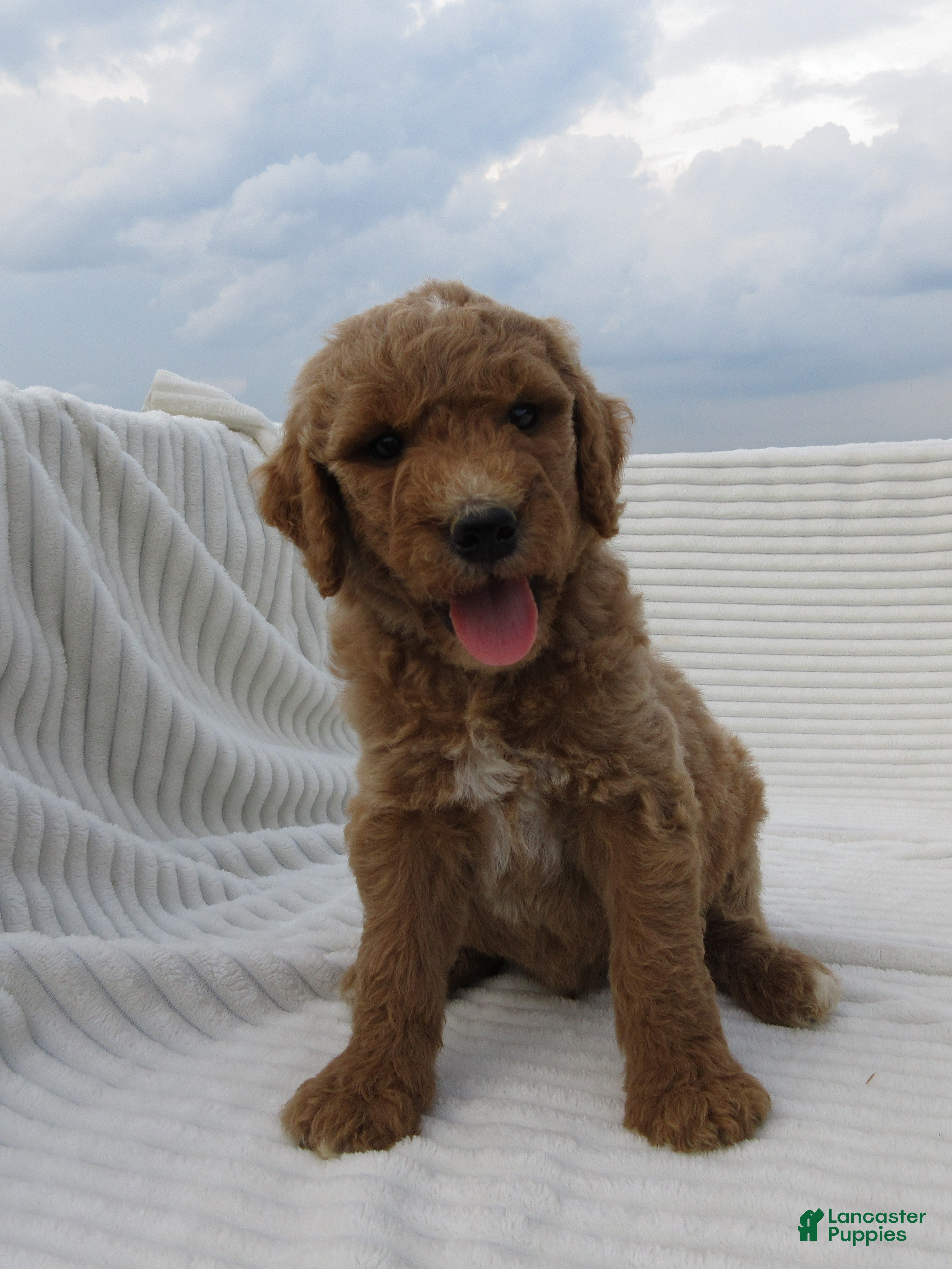 Goldendoodle dogs Sandy - Ad 2