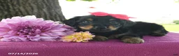 Yorkshire Terrier dogs for sale: Tabitha - Ad 4