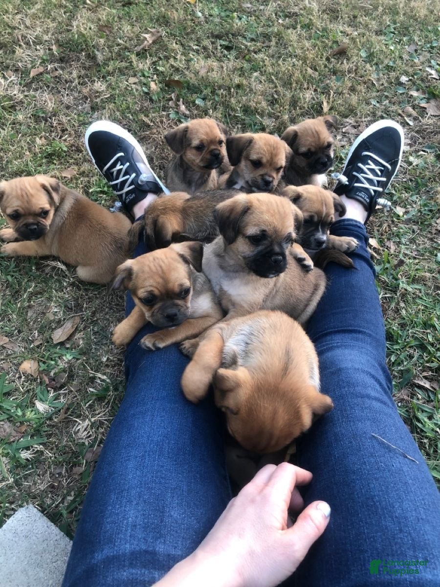 Mixed Breed dogs Mixed Breed Puppy 1 - Ad 5