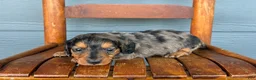Miniature Dachshund dogs for sale: Denim - Ad 2