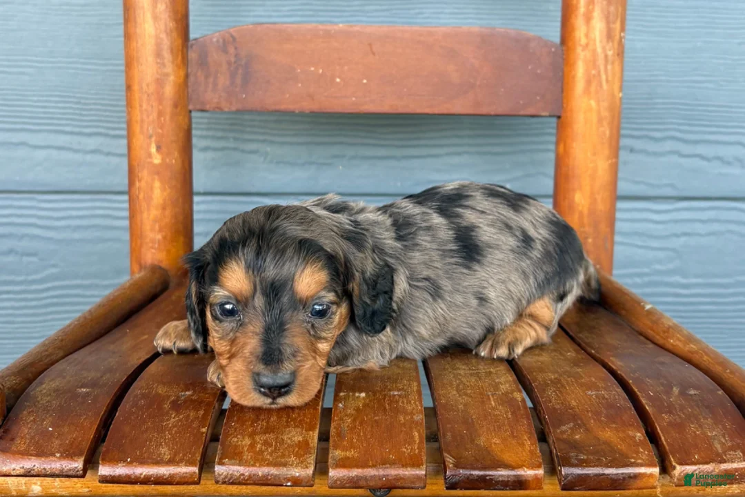 Miniature Dachshund dogs for sale: Denim - Ad 2