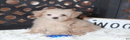 Maltipoo dogs for sale: Maltipoo Puppy Koda - Ad 5