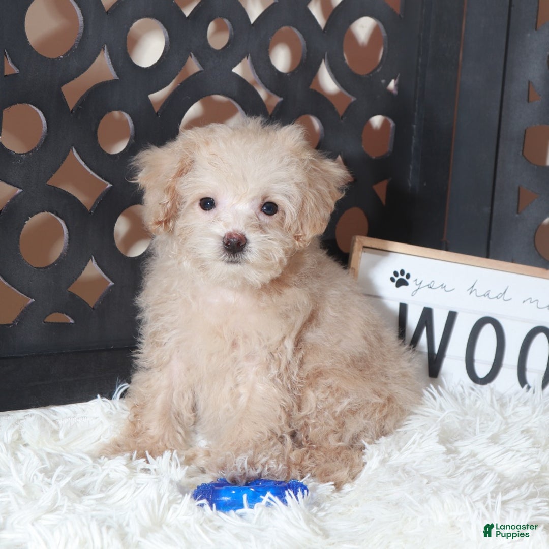 Maltipoo dogs for sale: Maltipoo Puppy Koda - Ad 5