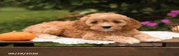 Cockapoo dogs for sale: Twinkle - Ad 3