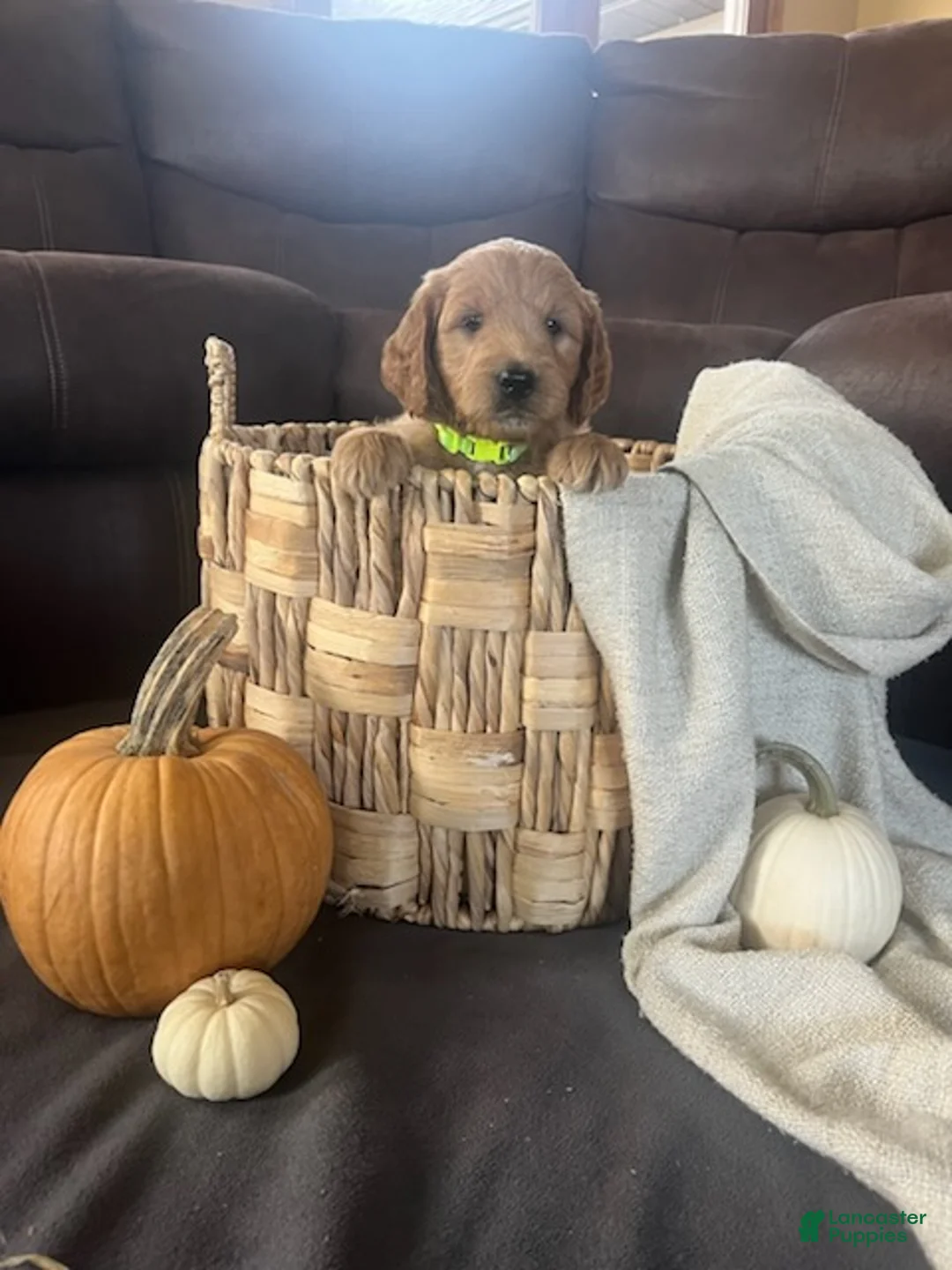 Mini Goldendoodle dogs for sale: Jip - Ad 2