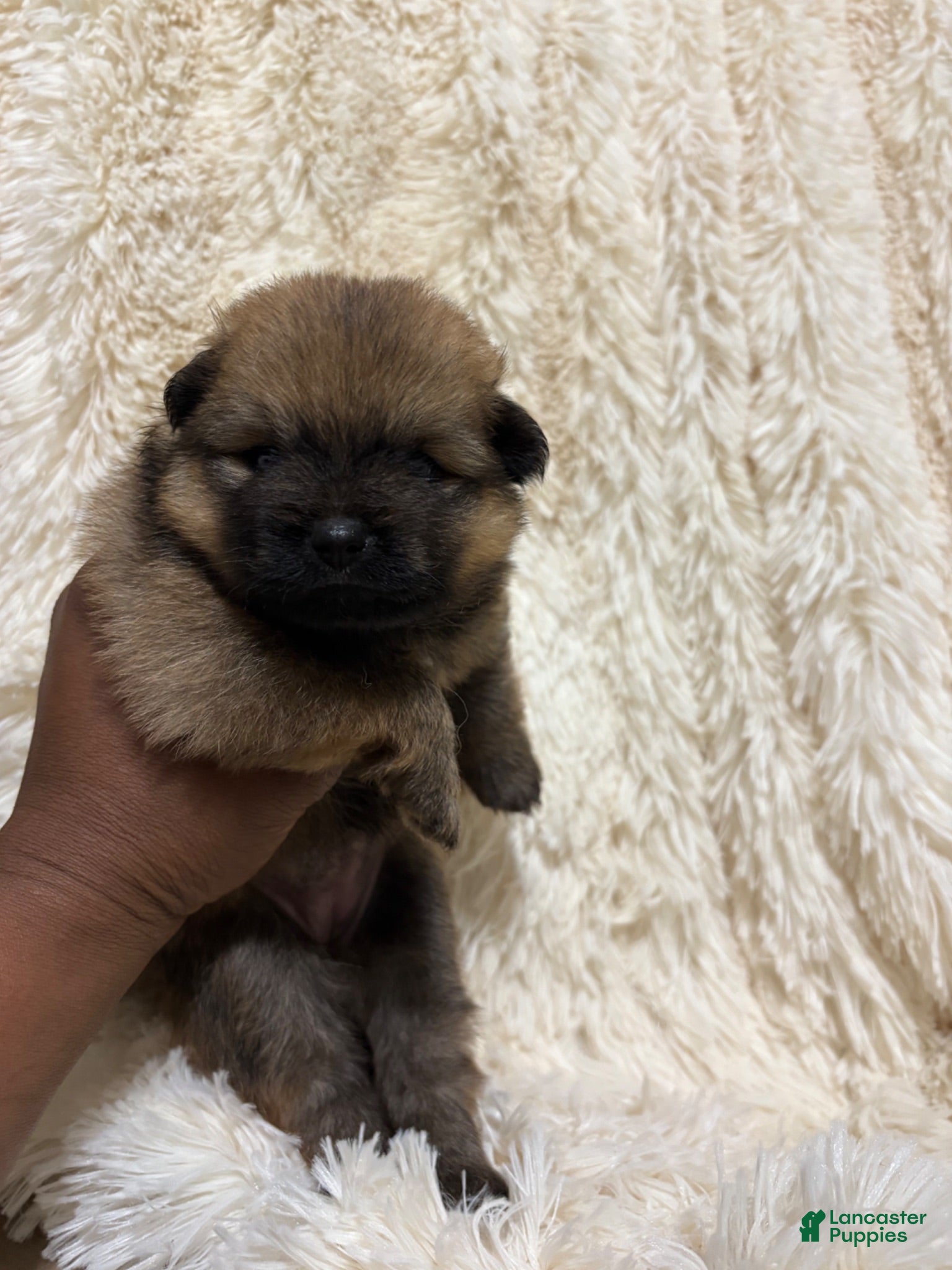 Pomeranian dogs Pomeranian 2 - Ad 1