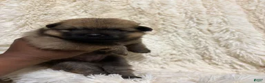 Pomeranian 2