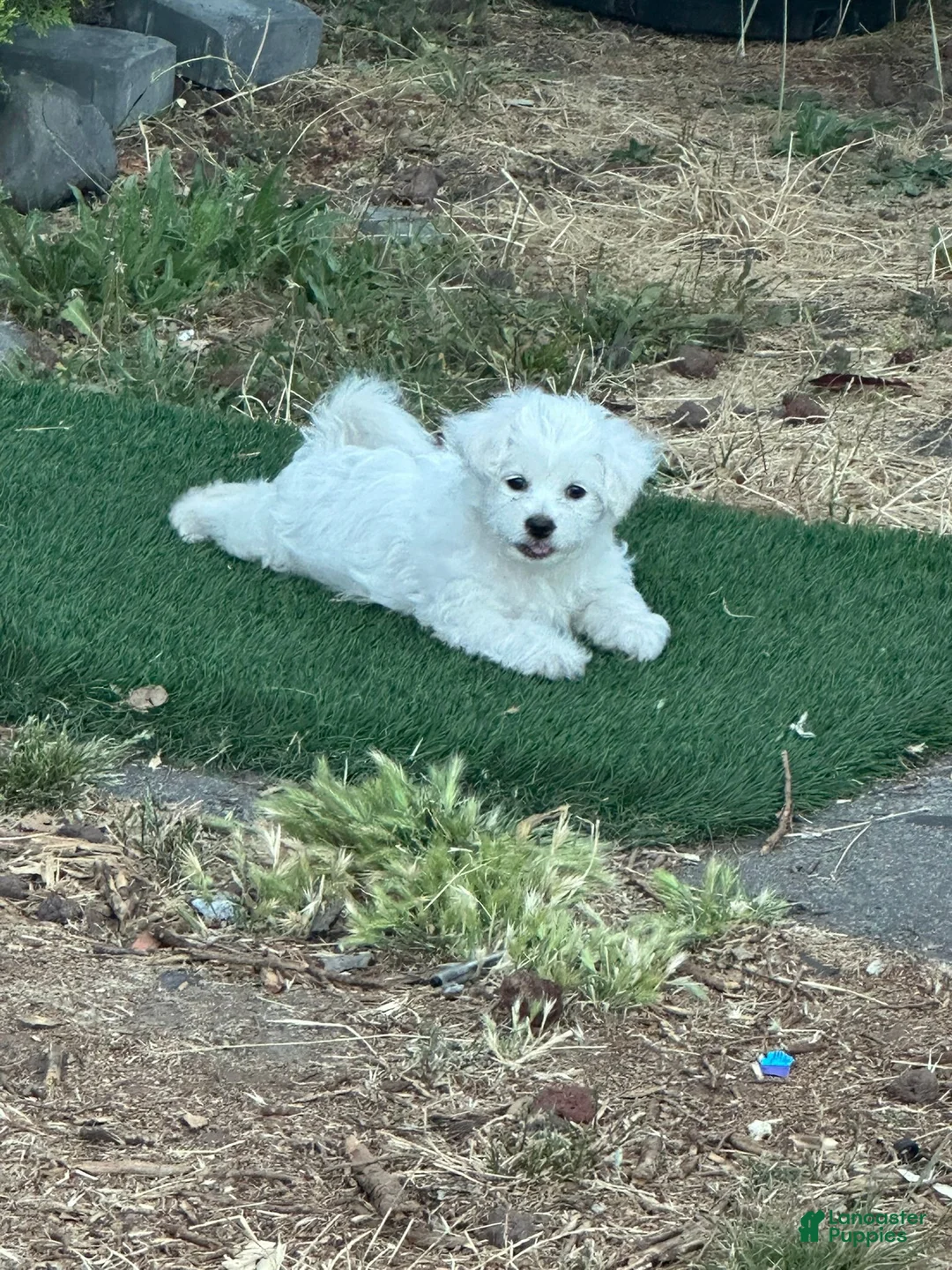 Bichon Frise dogs for sale: Bichon Frise Puppy 2 - Ad 7