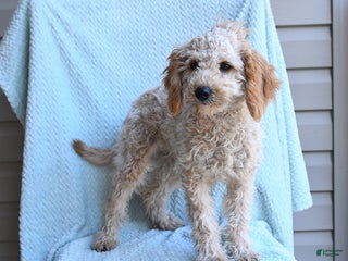 Cockapoo dogs Faith - Ad 32