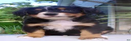 Bernese Mountain Dog dogs for sale: Lucy  - Ad 9