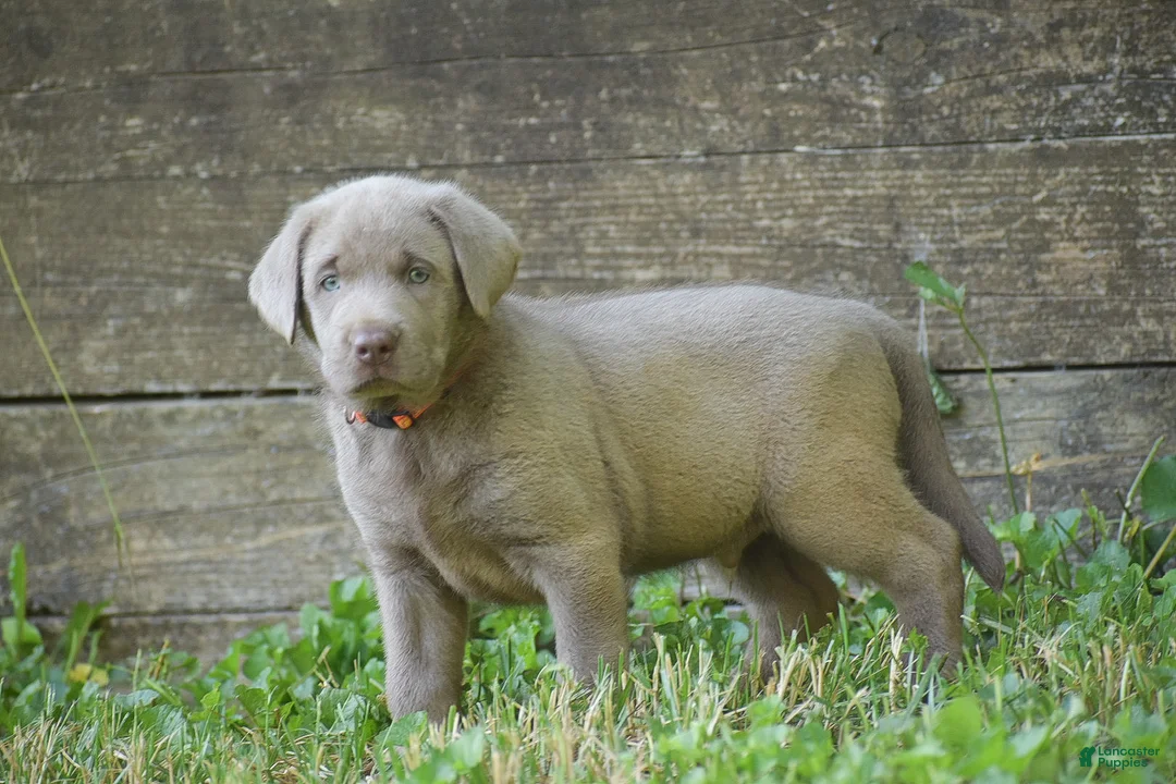 Labrador Retriever dogs for sale: Bear - Ad 2