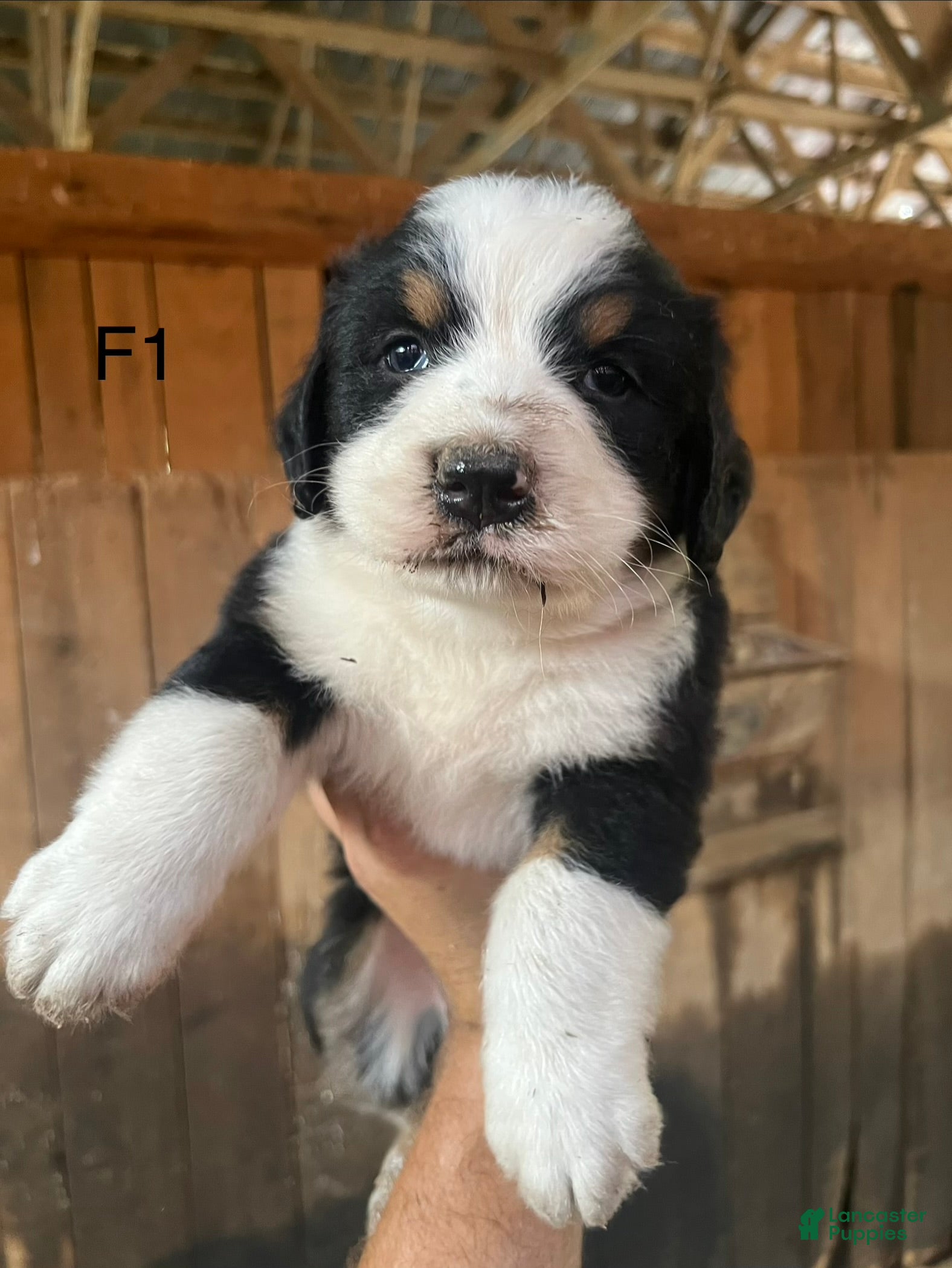 Bernese Mountain Dog dogs Bernese Mountain Dog F1 - Ad 1