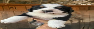 Bernese Mountain Dog F1