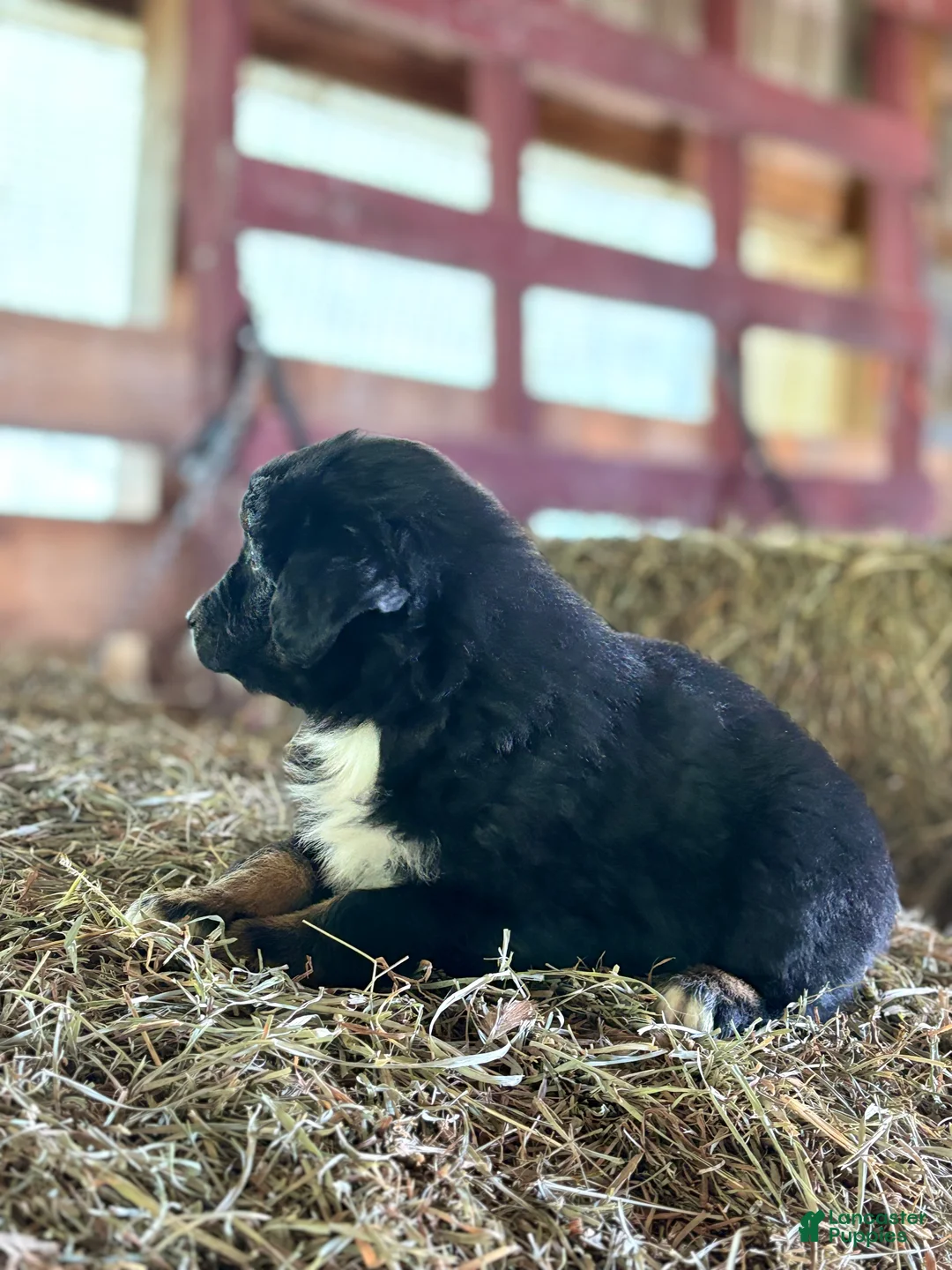 Australian Shepherd dogs for sale: Hank - Ad 2