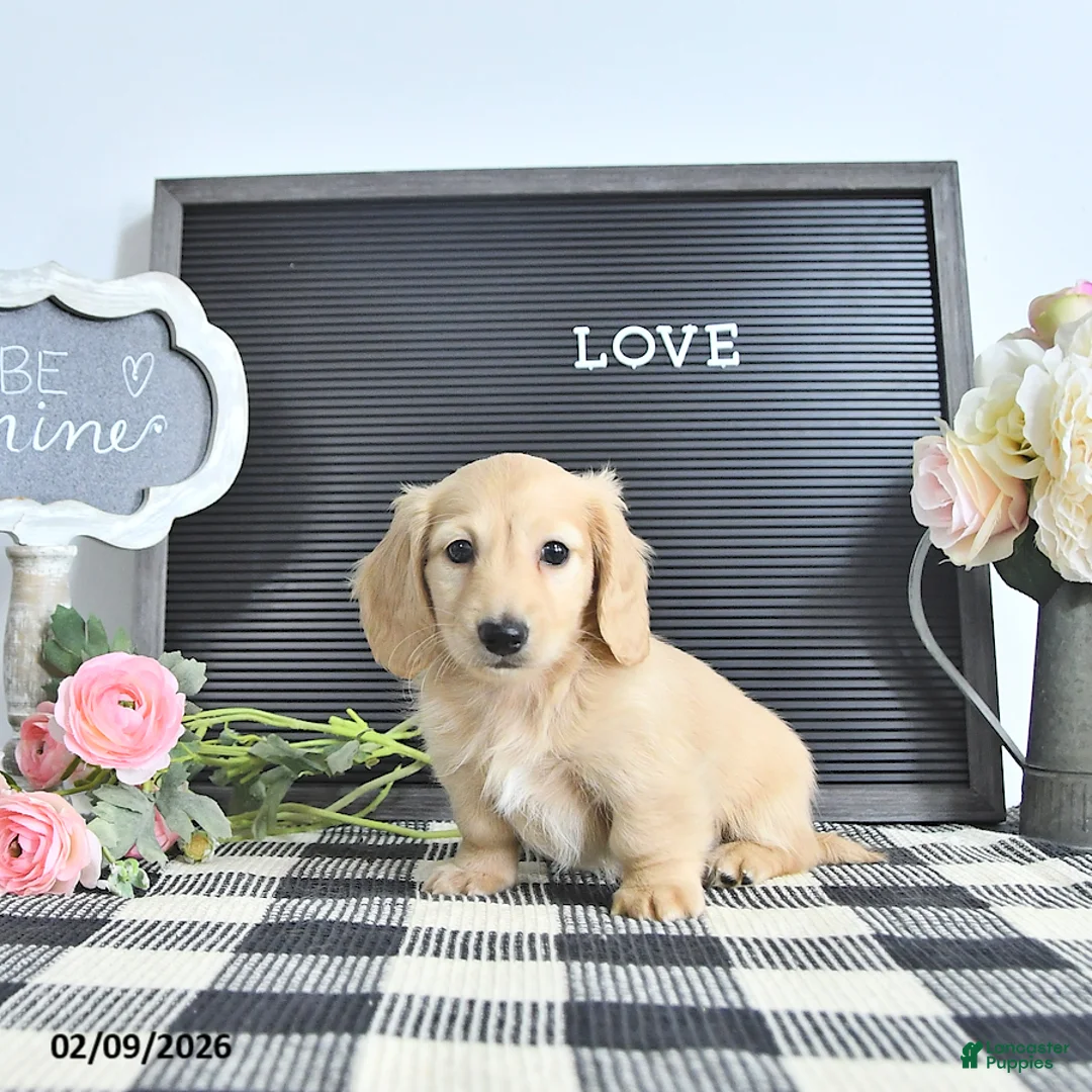 Miniature Dachshund dogs for sale: Remi  - Ad 2