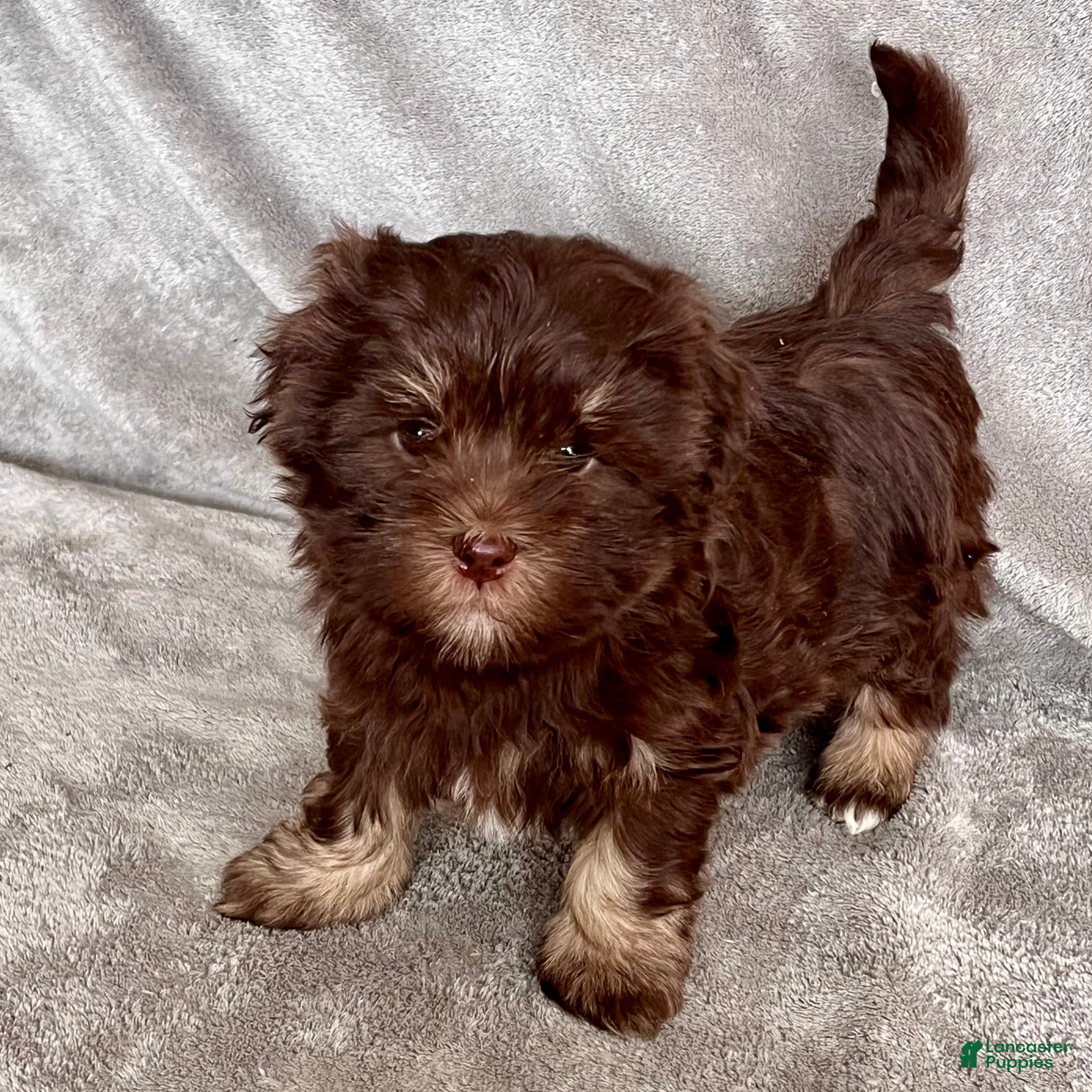 Havanese dogs Alvin - Ad 1