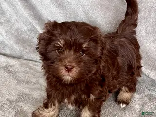 Havanese dogs for sale: Alvin - Ad 3