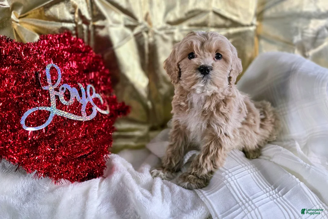 Cockapoo dogs for sale: Fallon - Ad 1