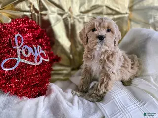 Cockapoo dogs Fallon - Ad 5