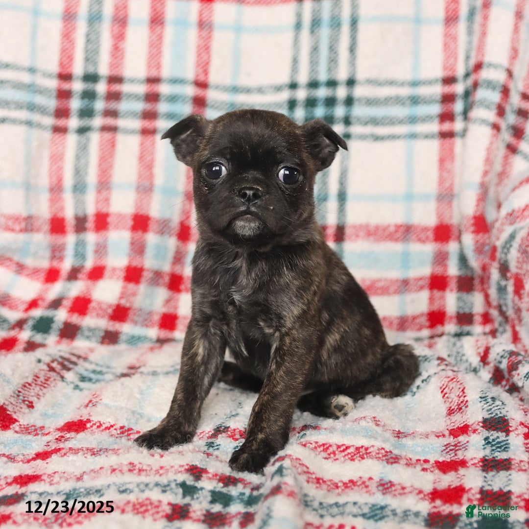 Mixed Breed dogs for sale: Hazel - Ad 1