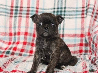 Mixed Breed dogs for sale: Hazel - Ad 2