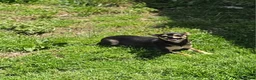 Chihuahua dogs for sale: AKC Masie  - Ad 12