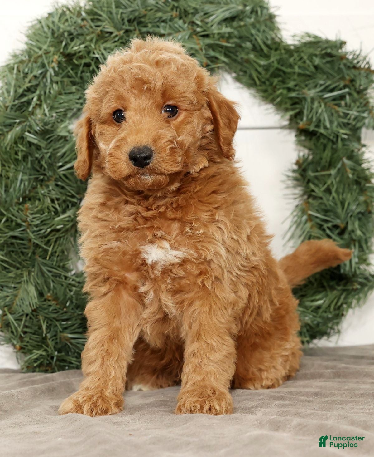 Mini Goldendoodle dogs Edgar - Ad 21