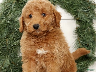 Mini Goldendoodle dogs Edgar - Ad 30