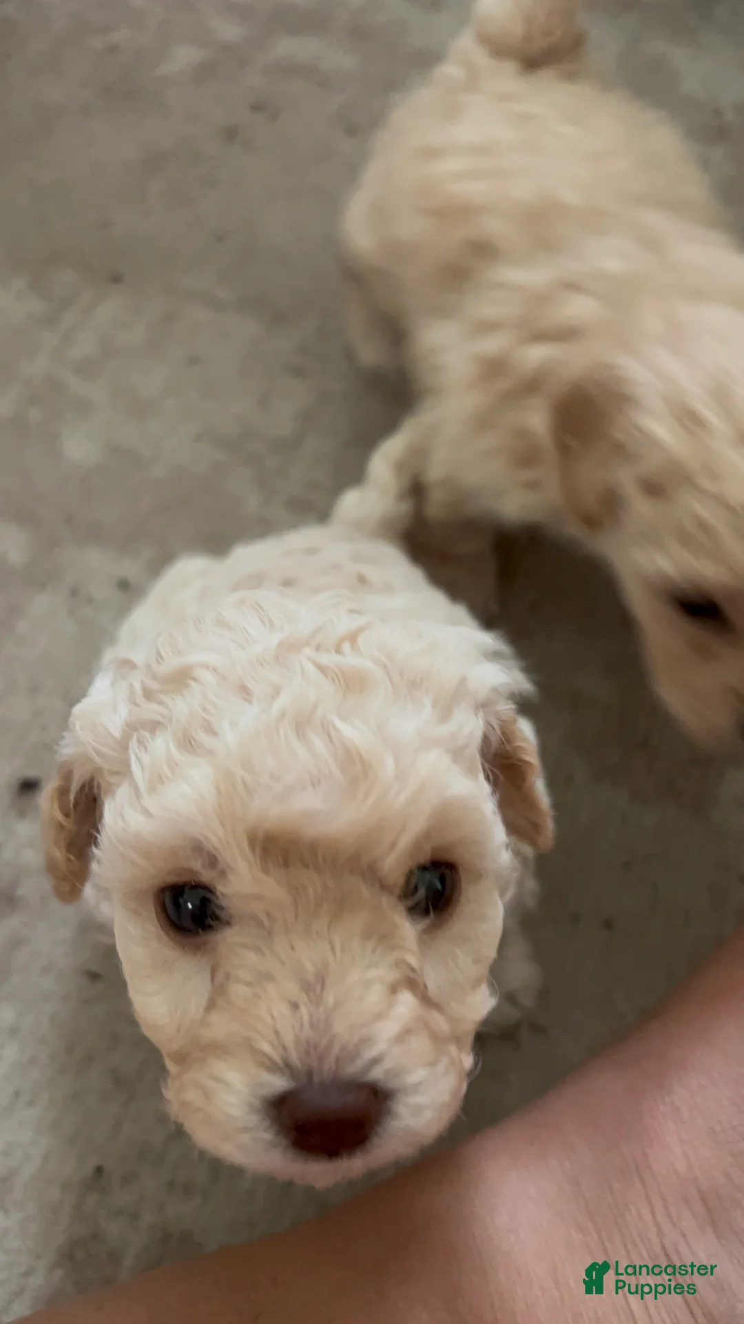 Toy Poodle dogs for sale: Puppy  - Ad 2