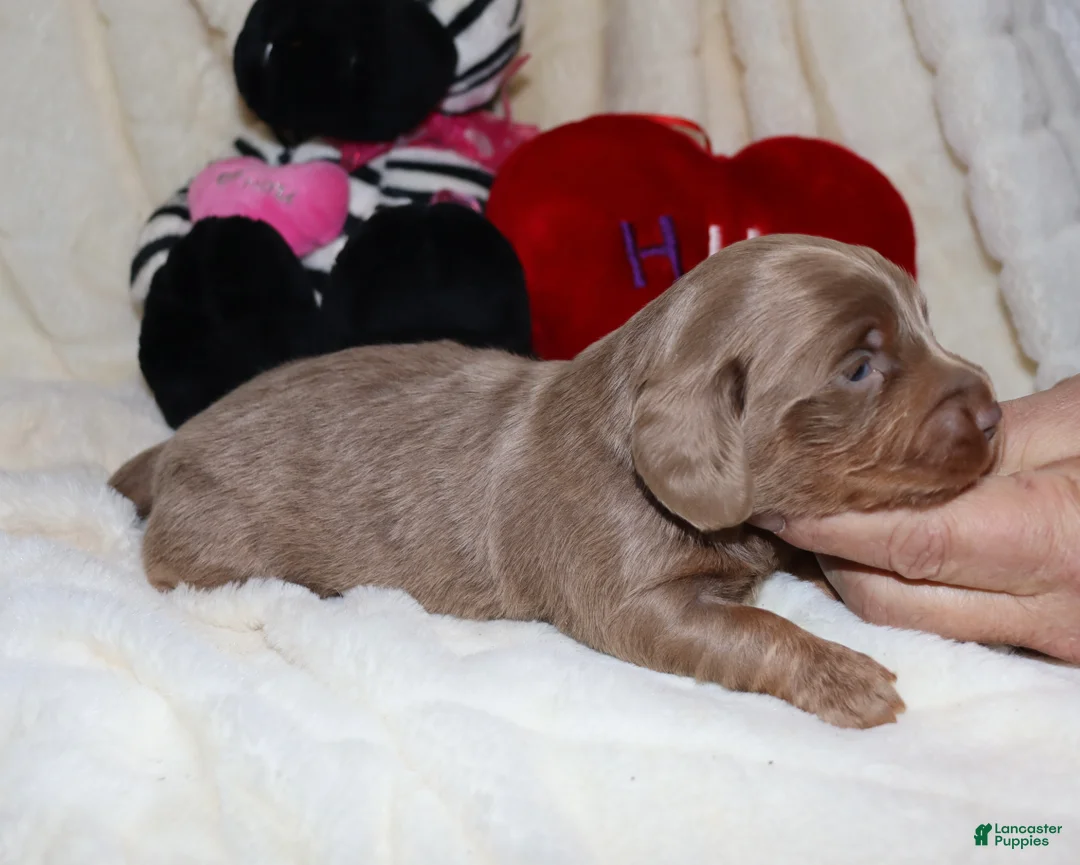 Miniature Dachshund dogs for sale: Isaac - Ad 12