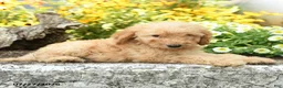 Mini Goldendoodle dogs for sale: Tressa - Ad 3