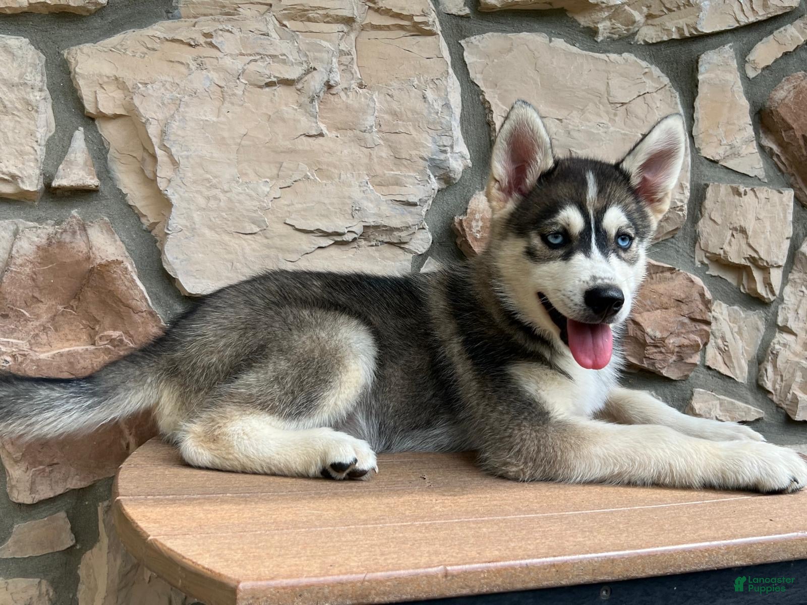 Pomsky dogs Harley - Ad 1