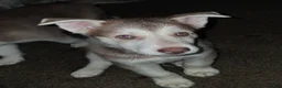 Gerberian Shepsky dogs for sale: Dash - Ad 3