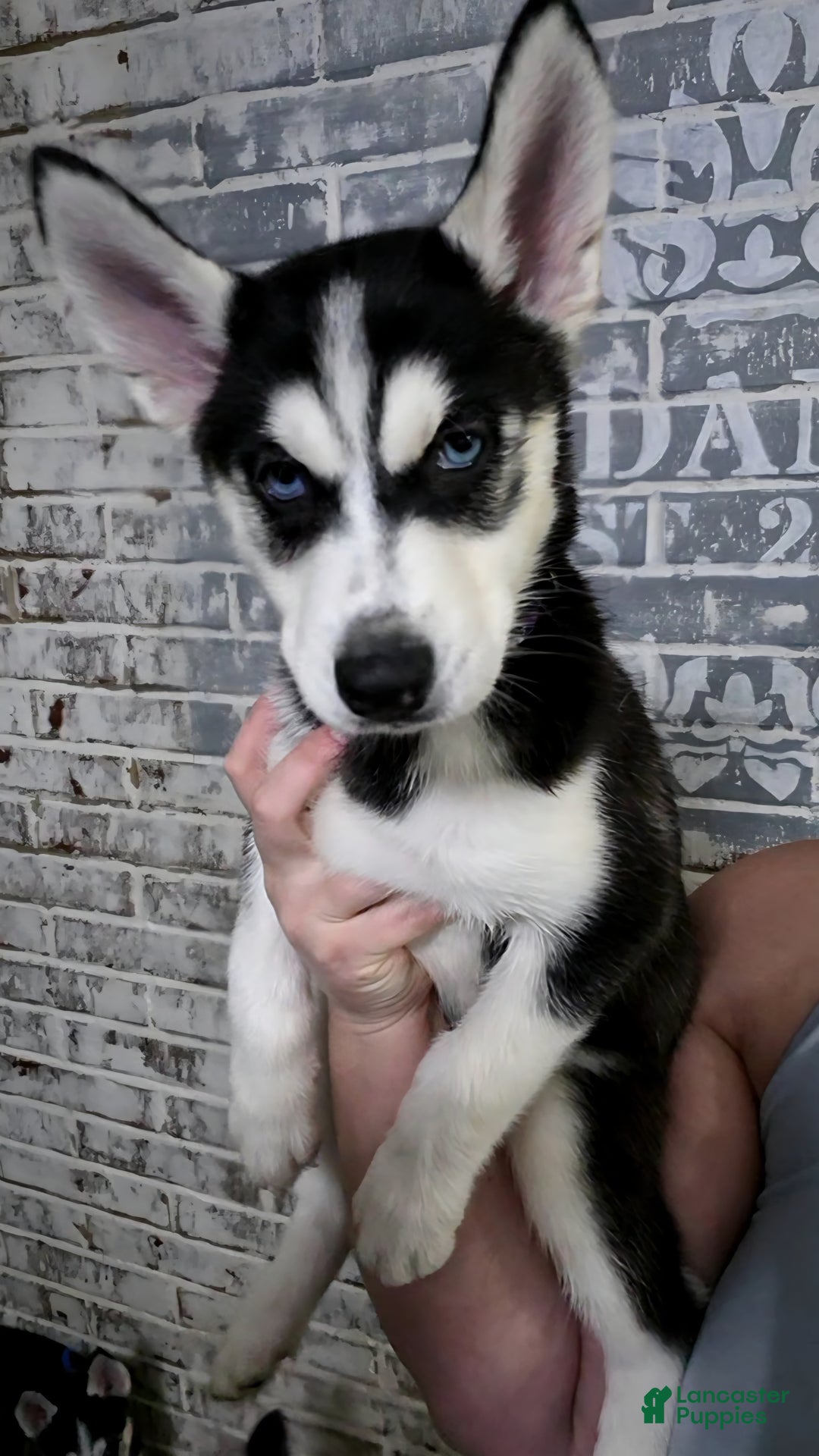 Siberian Husky dogs for sale: Daisy - Ad 1