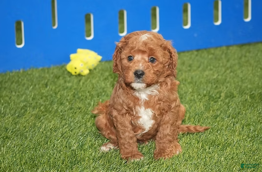 Cavapoo dogs Atlas - Ad 5