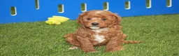 Cavapoo dogs for sale: Atlas - Ad 1