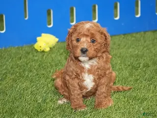 Cavapoo dogs Atlas - Ad 5