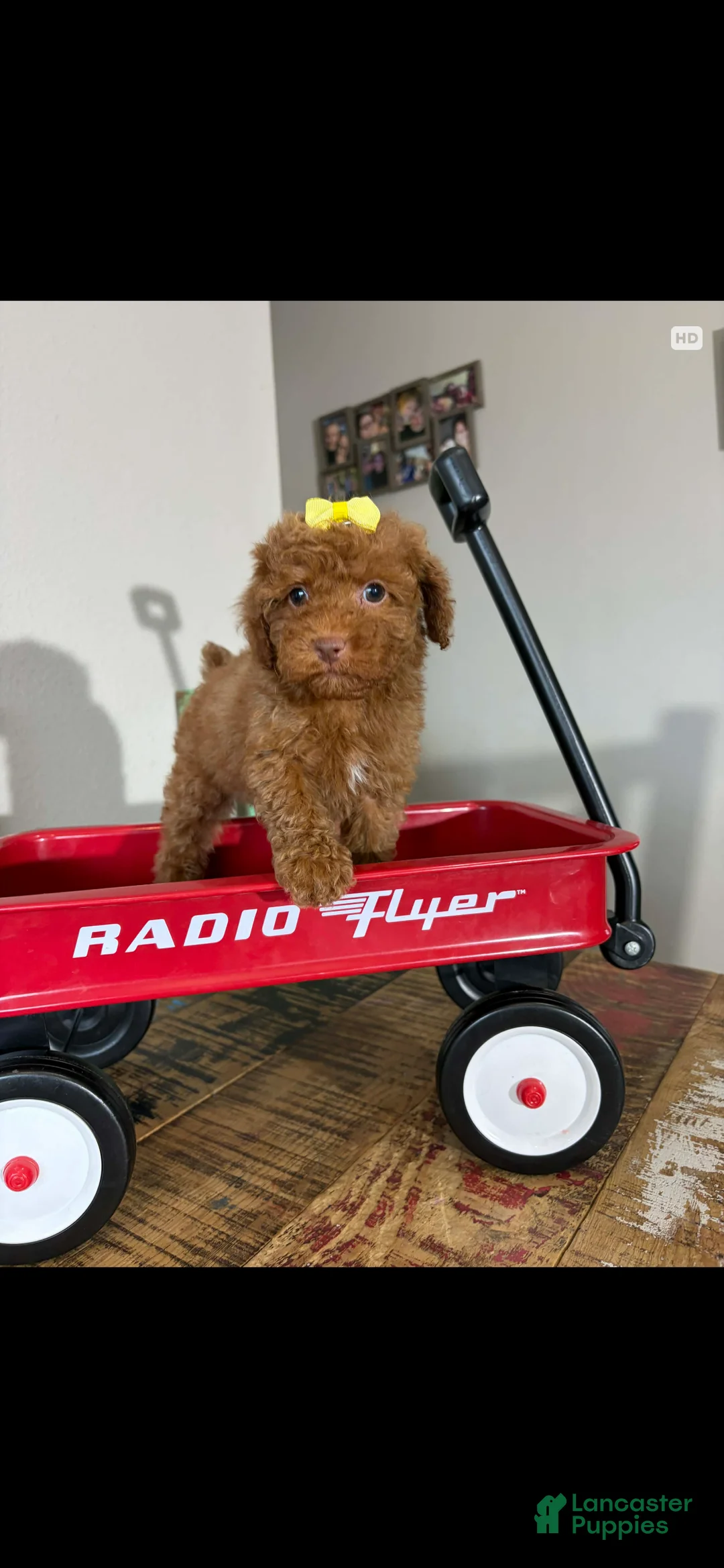 Toy Poodle dogs for sale: Akc Bred The Color Red - Ad 19