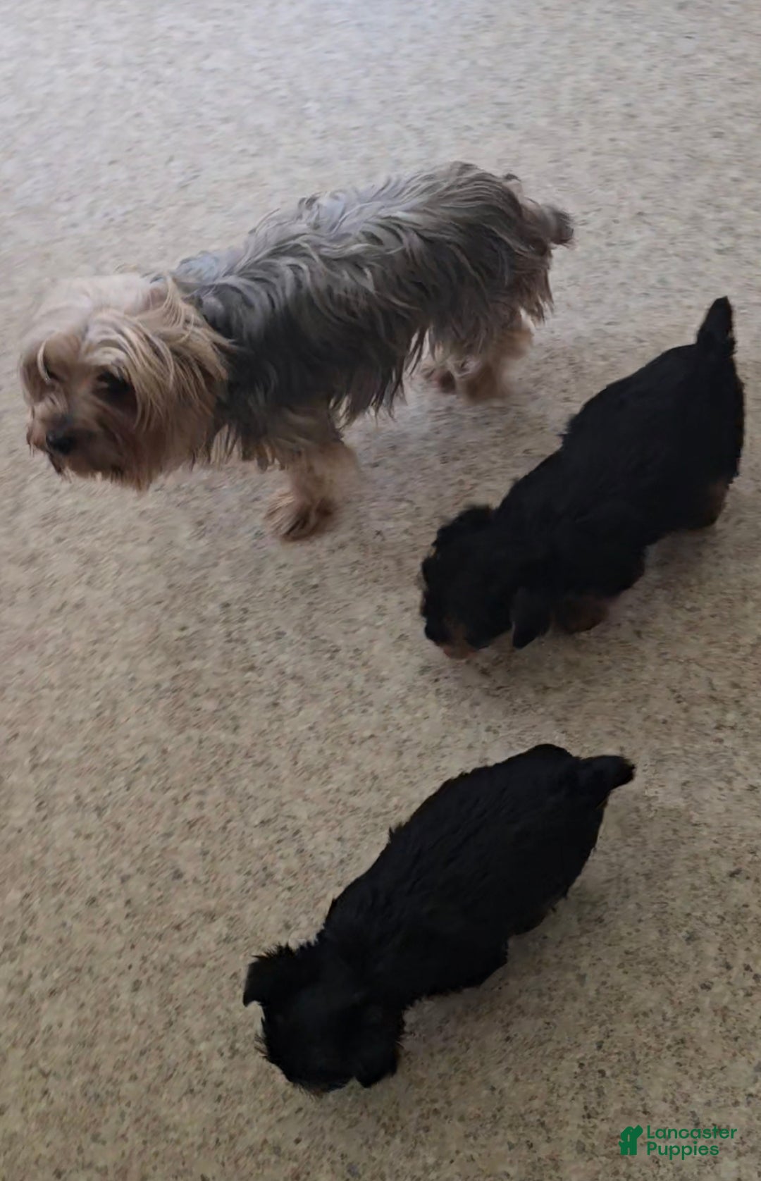 Yorkshire Terrier dogs for sale: Goliath  - Ad 2