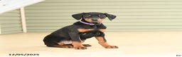 Doberman Pinscher dogs for sale: Harper - Ad 2