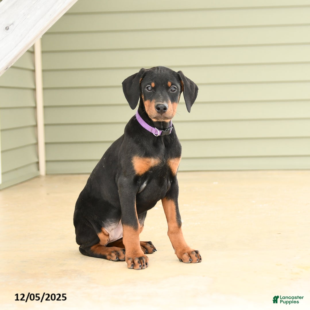 Doberman Pinscher dogs for sale: Harper - Ad 2