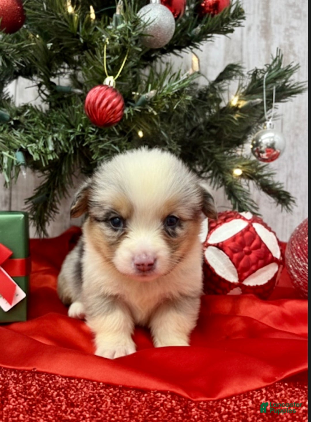 American Corgi dogs for sale: Male 2 - Ad 1