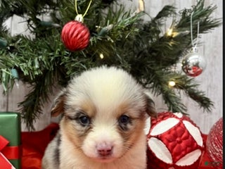 American Corgi dogs Male 2 - Ad 4